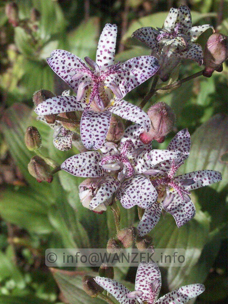 Tricirtis hirta 01.jpg